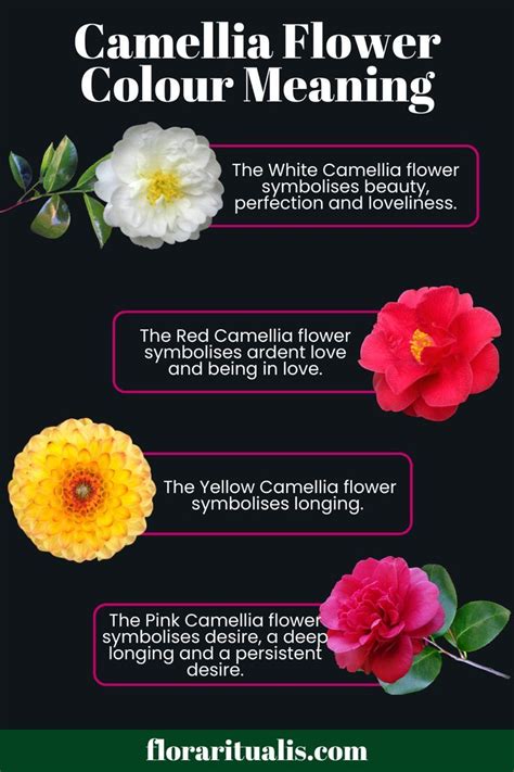 White Camellia Flower Meaning, Symbolism.